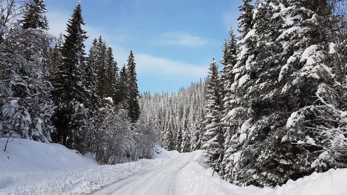 zdjęcie; droga zasypana sniegiem wokół wysokie dzrzewa, zimowy las